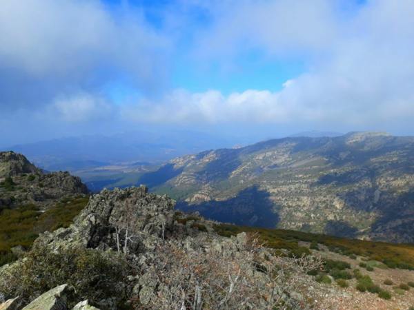 “Macho Montes ou Ibex de GREDOS”