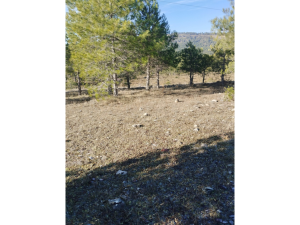 Monteria Castilla la mancha