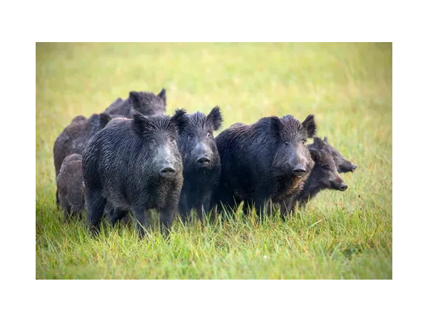 recherche petit territoire