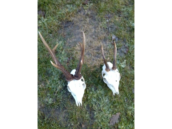 action de chasse en Corrèze