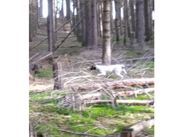 Vends chiots Braque Français, type Pyrénées