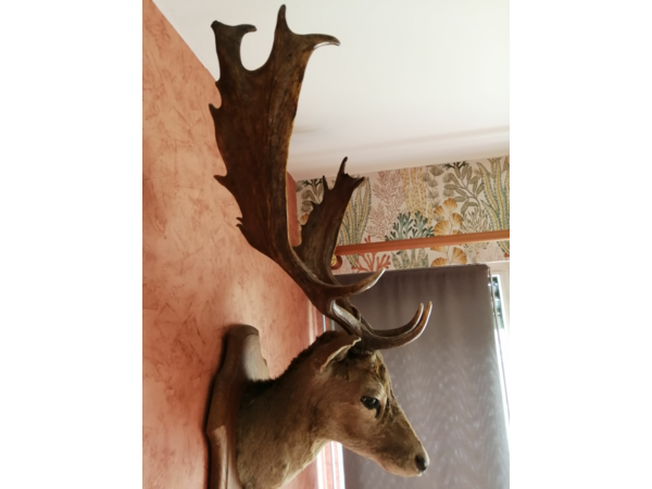 Tête de Daim adulte