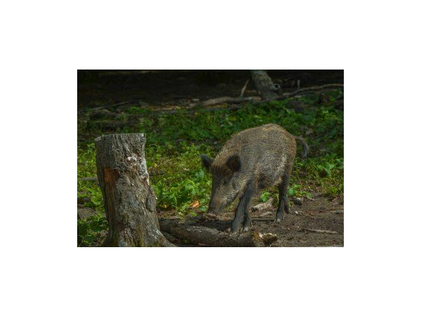 Action de chasse