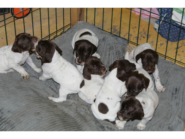 Cession chiots Braque Français, type Pyrénées