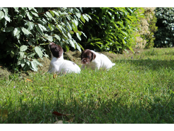 Cession chiots Braque Français, type Pyrénées