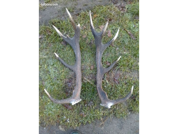 action de chasse en CORREZE