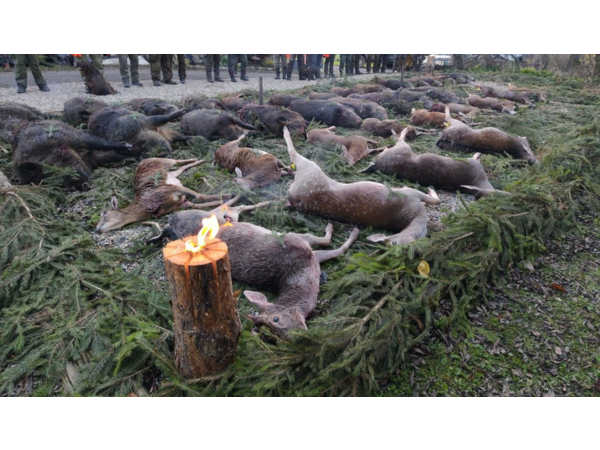Novembre 2026. Chasse en battue en République tchèque.