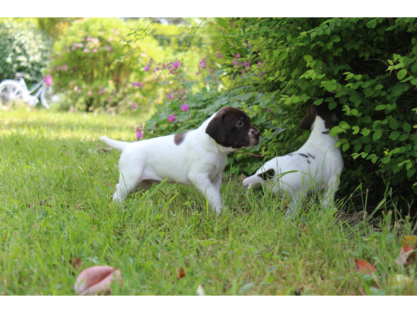 vends chiots Braque Français