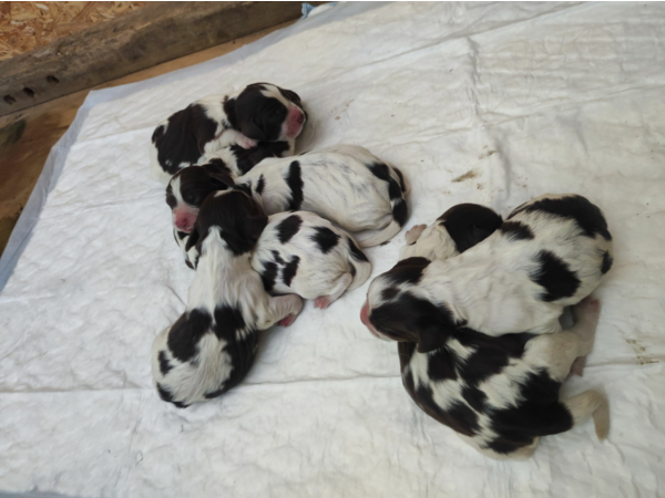 Chiots English springer spaniel