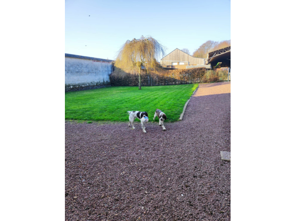 Chiots English springer spaniel