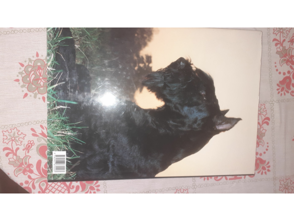 Splendeurs du chien