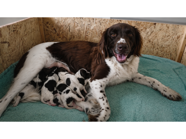 Chiots mâles Petit Epagneul de Münster