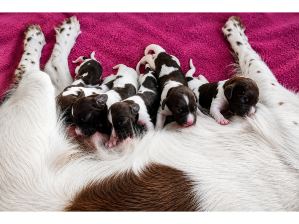 Chiots mâles Petit Epagneul de Münster