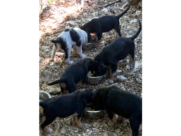 chiots femelle griffon