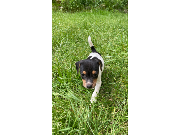 Chiots Jack Russel