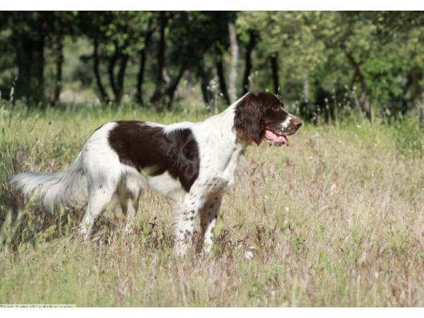 Chiots chein d'arrêt allemand à poil dur x Epagneul Français