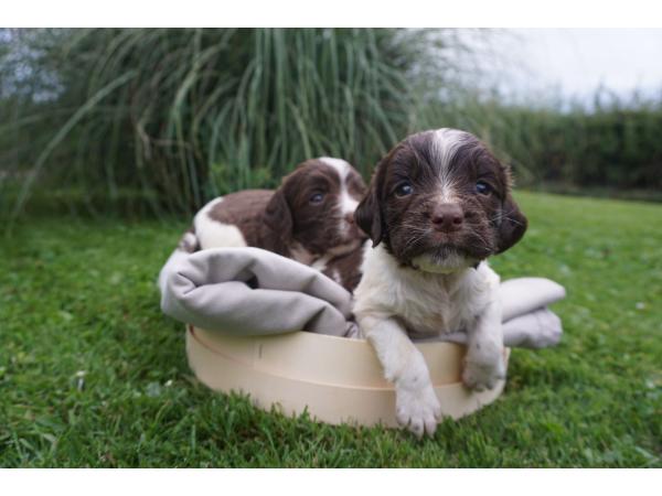 CHIOTS SPRINGER SPANIEL LOF