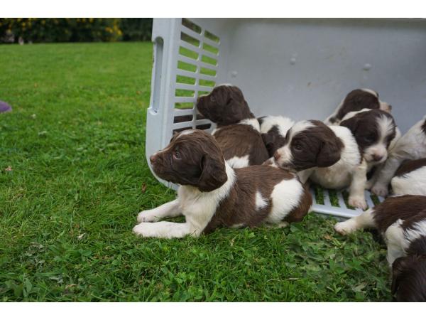 CHIOTS SPRINGER SPANIEL LOF