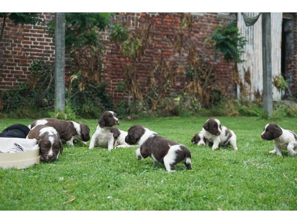 CHIOTS SPRINGER SPANIEL LOF