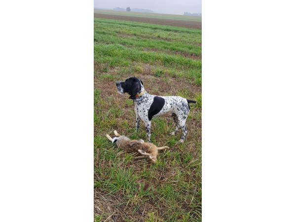 Chasse gibiers naturels Seine et Marne