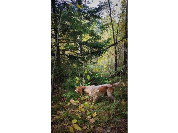 Chiots setter anglais LOF à réserver