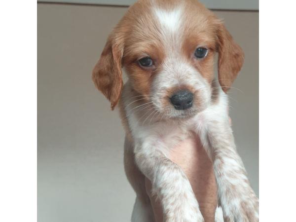 Chiots épagneuls bretons non lof disponible