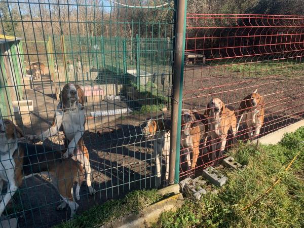 Meute de chiens courants