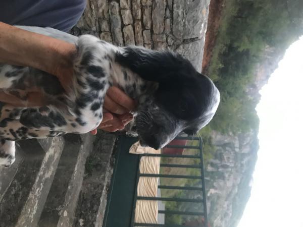 vends chiot setter anglais