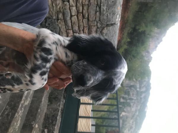 vends chiot setter anglais