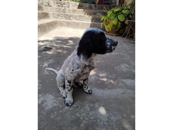 vends chiot setter anglais