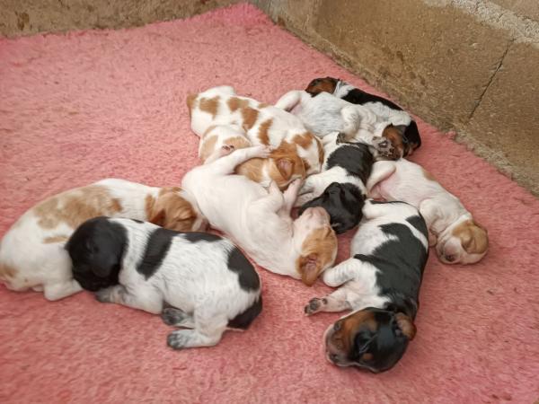 Chiots épagneul breton