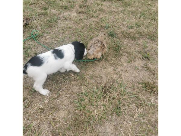 Chiots LOF Springer Spaniel