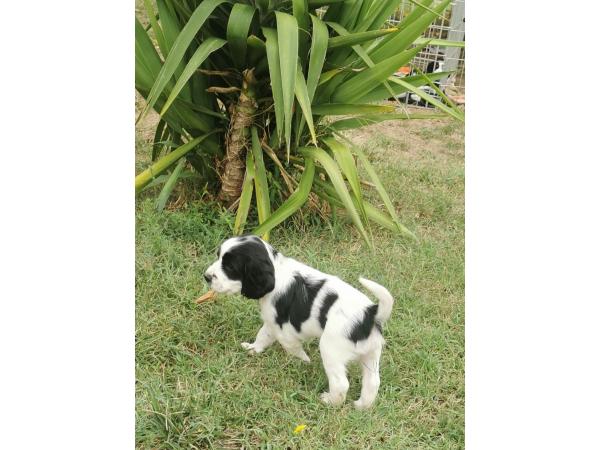 Chiots LOF Springer Spaniel