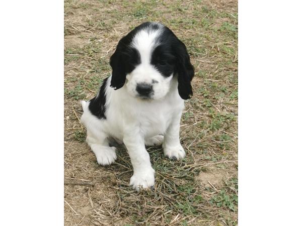 Chiots LOF Springer Spaniel