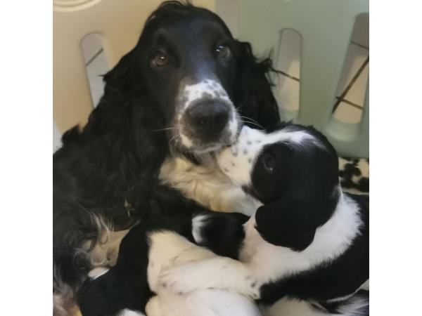 Chiots LOF Springer Spaniel