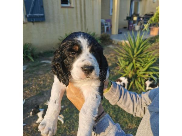 Chiots LOF Springer Spaniel