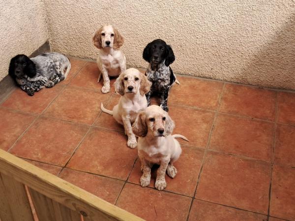 Setter anglais chiots