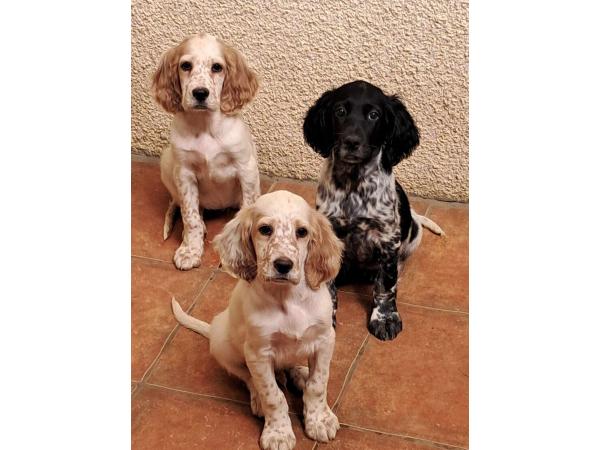 Setter anglais chiots