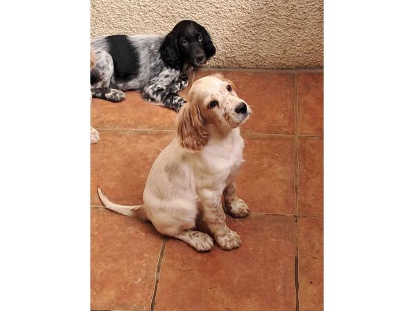 Setter anglais chiots