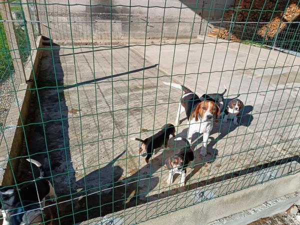 Chiots Beagles