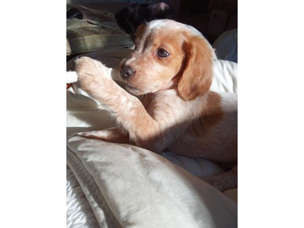 Chiots épagneuls bretons non lof disponible