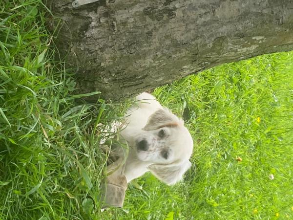 chiots setter anglais