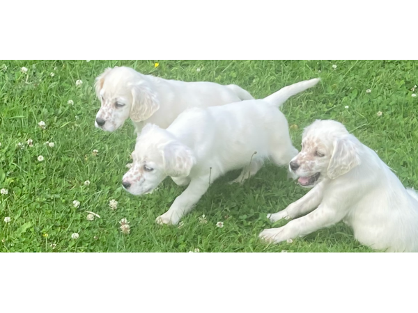 chiots setter anglais