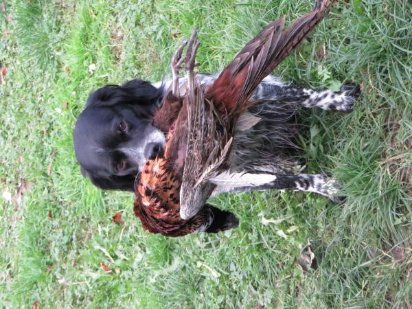 chiots epagneul breton