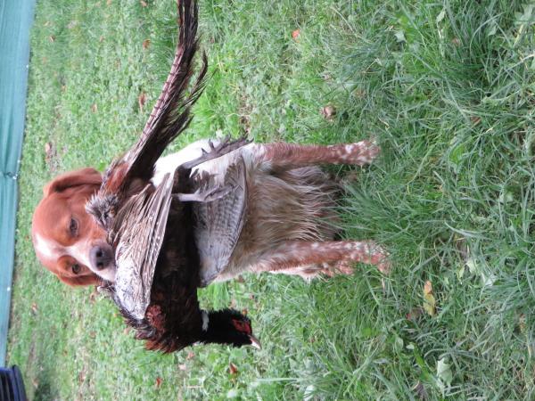 chiots epagneul breton