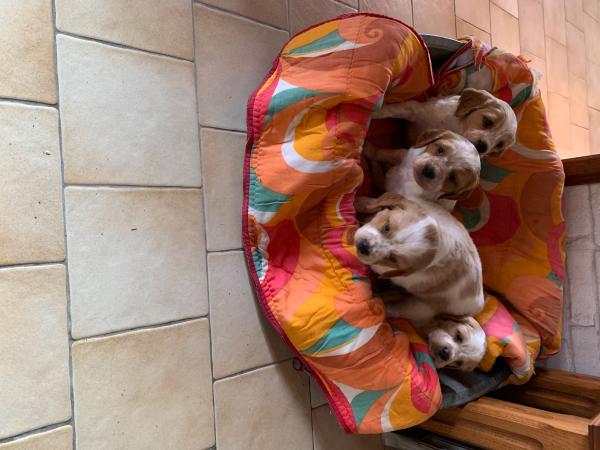 Vente chiots