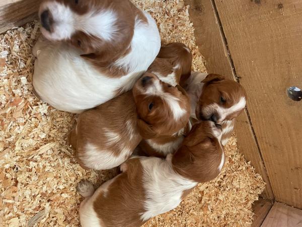 7 Chiots épagneul breton LOF (Portée cotée 6)