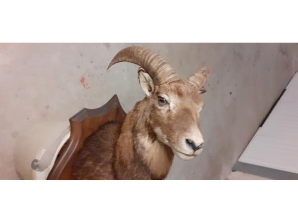 TROPHEE MOUFLON