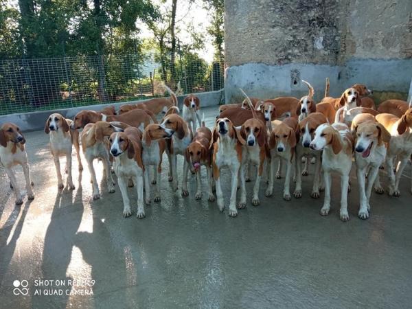 H/F pour entretien chiens et chevaux, mi temps logé