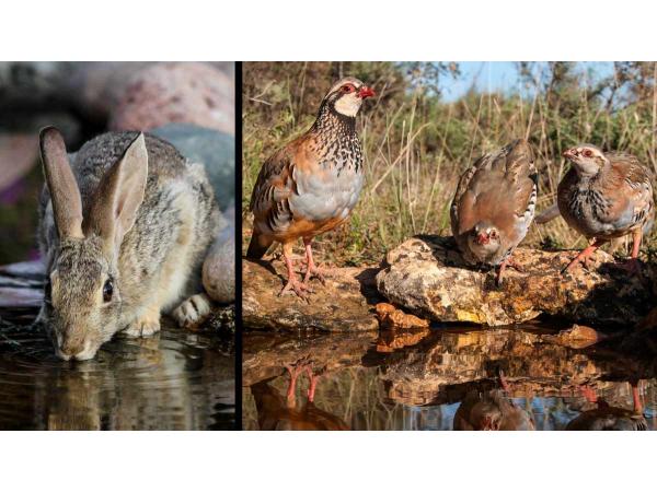 Chasse mixte petit gibier / Aragon /Espagne.